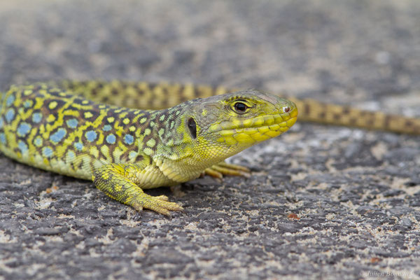 Lézard ocellé — Timon lepidus (Daudin, 1802)