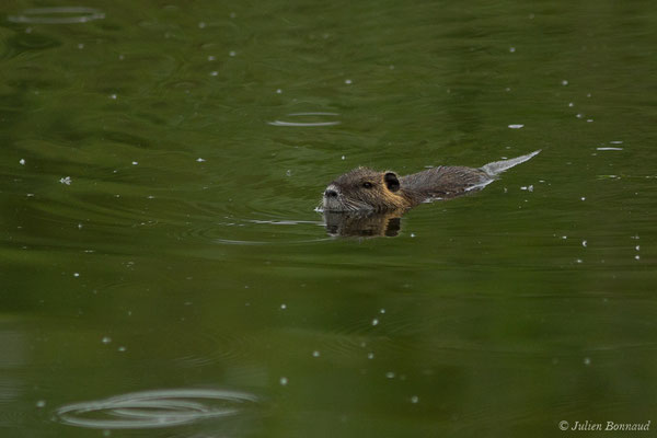 Ragondin — Myocastor coypus (Molina, 1782), (Montardon (64), France, le 18/04/2019)