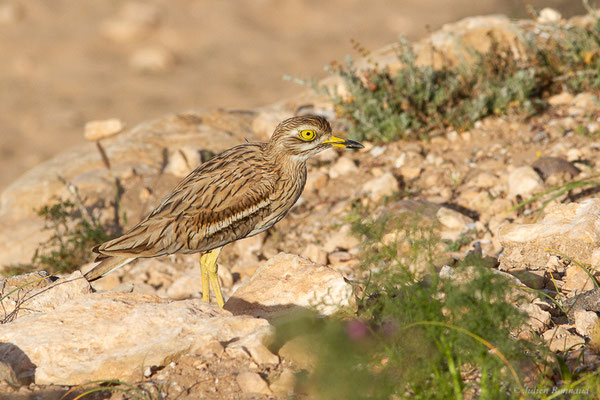 Œdicnème criard — Burhinus oedicnemus (Linnaeus, 1758), (Parc national de Souss-Massa, Sidi Binzarne, Maroc, le 02/02/2023)