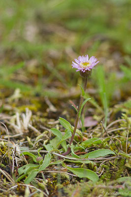 Vergerette à une tête — Erigeron uniflorus L., 1753