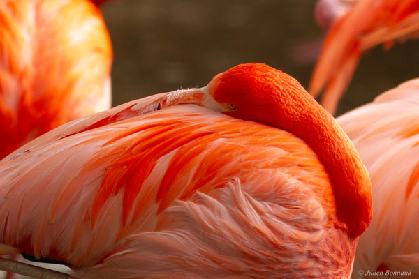 Flamand des Caraïbes — Phoenicopterus ruber Linnaeus, 1758