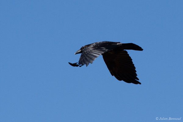 Grand Corbeau — Corvus corax Linnaeus, 1758, (Pihourc, Lieoux (31), France, le 24/10/2018)