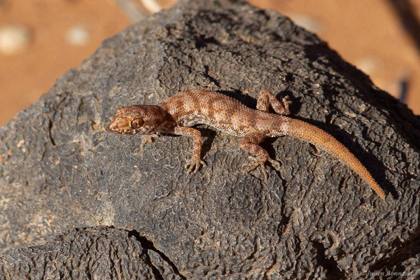 Tropiocolote d’Algérie — Tropiocolotes algericus Loveridge, 1947, (Msseyed (Guelmim-Oued Noun), Maroc, le 27/01/2024)