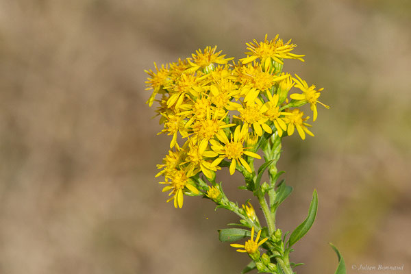 Solidage verge-d'or — Solidago virgaurea L., 1753