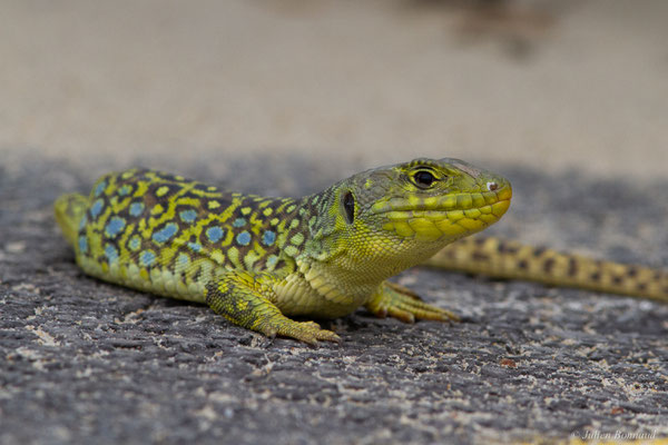 Lézard ocellé — Timon lepidus (Daudin, 1802), (femelle adulte), (Tarnos (64), France), le 05/06/2025)