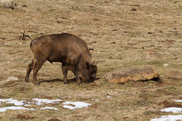 Bison d'Europe – Bison bonasus (Linnaeus, 1758), (Parc faunistique Lacuniacha, Huesca, Espagne, le 09/02/2020)