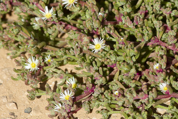 Ficoïde à fleurs nodales – Mesembryanthemum nodiflorum L., 1753, (Corralejo, Fuerteventura, (Iles Canaries, Espagne), le 18/02/2022)