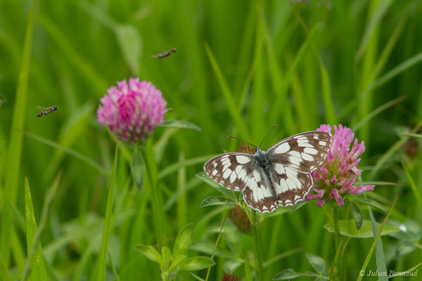 Demi-deuil — Melanargia galathea (Linnaeus, 1758), (Anglade (33), France, le 21/06/2018)