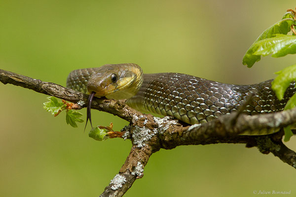 Couleuvre d'Esculape — Zamenis longissimus (Laurenti, 1768)