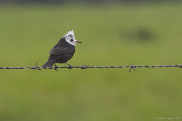 Moucherolle à tête blanche — Arundinicola leucocephala (Linnaeus, 1764)