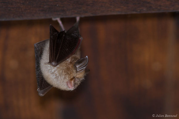 Petit rhinolophe – Rhinolophus hipposideros (Borkhausen, 1797), (Parbayse (64), France, le 22/08/2019)