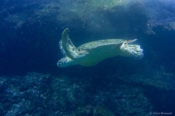 Tortue caouanne — Caretta caretta (Linnaeus, 1758), (Aquarium de Biarritz (64), France, le 19/08/2024)