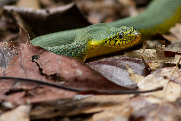 Xénodon vert — Xenodon werneri Eiselt, 1963, (mine d'or Espérance, Apatou, Guyane, le 12/05/2017)