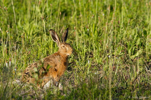 Lièvre d'Europe — Lepus europaeus Pallas, 1778
