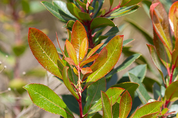 Arbousier commun — Arbutus unedo L., 1753, (Réserve Naturelle Jebel Bouhachem, Anjra Derdara (Tanger-Tétouan-Al Hoceïma), Maroc, le 23/02/2023)