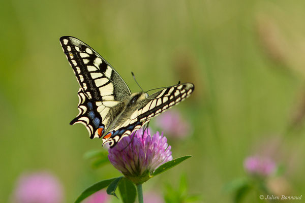 Machaon — Papilio machaon Linnaeus, 1758, (Jurançon (64), France, le 25/06/2019)