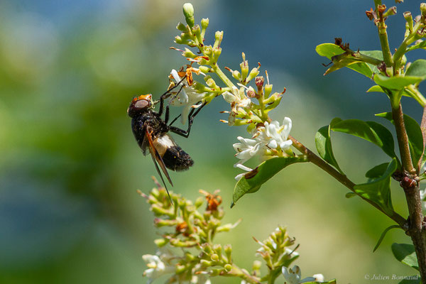 Volucelle à ventre blanc — Volucella pellucens (Linnaeus, 1758), (Fort du Portalet, Etsaut (64), France, le 23/06/2023)