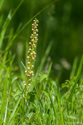 Homme-pendu — Orchis anthropophora (L.) All., 1785