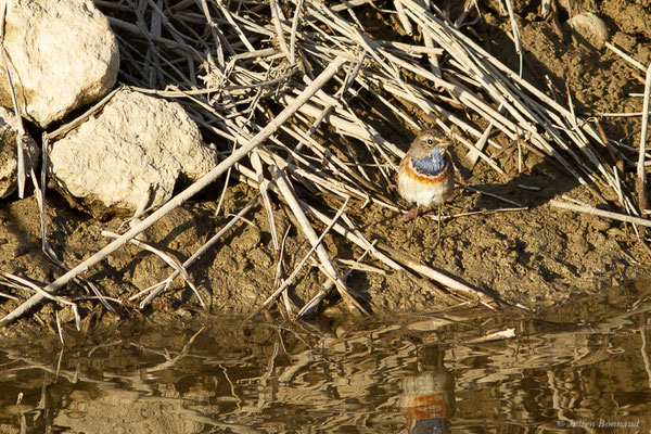 Gorgebleue à miroir — Luscinia svecica (Linnaeus, 1758), (Parc Naturel du Delta de l'Ebre (Catalogne), Espagne, le 06/02/2022)
