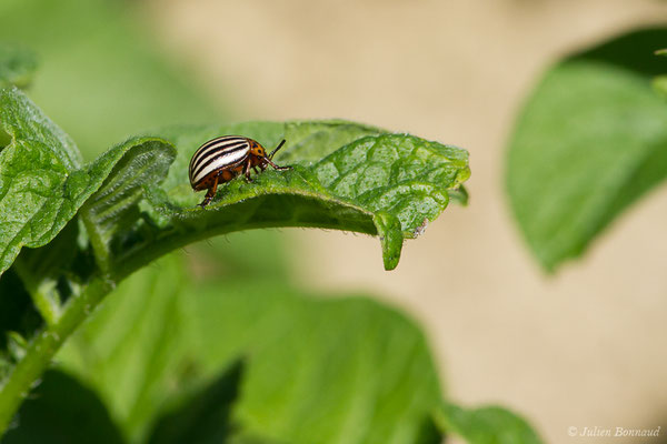 Doryphore (Leptinotarsa decemlineata) (Parbayse (64), France, le 31/05/2019)