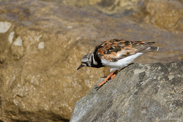 Tournepierre à collier — Arenaria interpres (Linnaeus, 1758), (Lisbonne, Portugal, le 26/08/2018)
