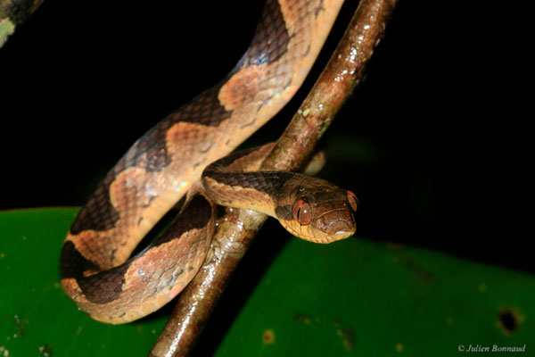 Leptodeire annelée — Leptodeira annulata (Linnaeus, 1758), (Kaw, Guyane, le 12/12/2014)