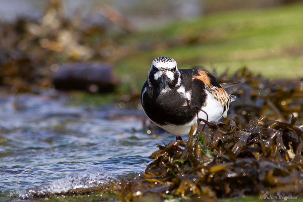 Tournepierre à collier — Arenaria interpres (Linnaeus, 1758), (Anglet (64), France, le 10/08/2024)