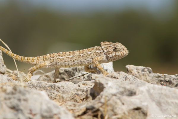 Caméléon commun — Chamaeleo chamaeleon (Linnaeus, 1758)
