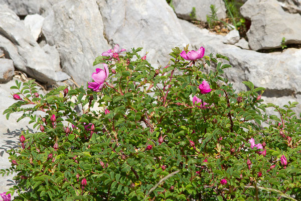 Rosier des Alpes — Rosa pendulina L., 1753, (Station de ski de La Pierre Saint-Martin, Arette (64), France, le 06/07/2023)