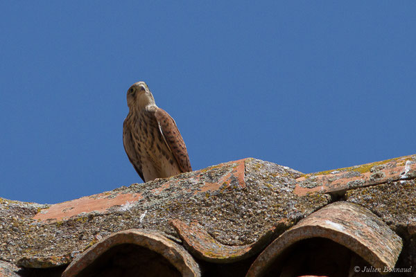 Faucon crécerellette — Falco naumanni Fleischer, JG, 1818, ((Andalousie), Espagne, le 01/08/2020)