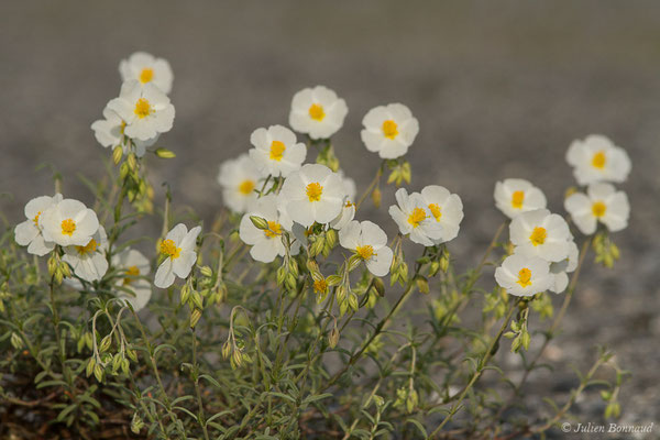 Hélianthème des Apennins, Hélianthème blanc — Helianthemum apenninum (L.) Mill., 1768, (Azereix (65), France, le 13/04/2020)