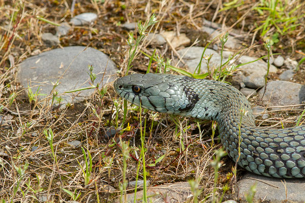 Couleuvre astreptophore — Natrix astreptophora (Seoane, 1884), (femelle adulte) (Mourenx (64), France, le 15/06/2023)