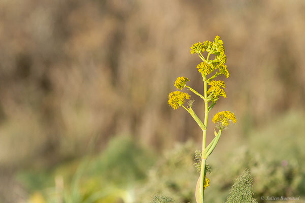 Férule commune — Ferula communis L., 1753, (Parc national de Souss-Massa, Sidi Binzarne, Maroc, le 02/02/2023)