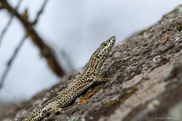 Lézard catalan — Podarcis liolepis (Boulenger, 1905), (Castelló d'Empúries (Catalogne), Espagne, le 12/07/2023)