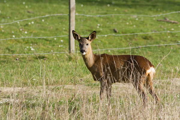 Chevreuil européen — Capreolus capreolus (Linnaeus, 1758), (Braud-et-Saint-Louis (33), le 06/03/2018)