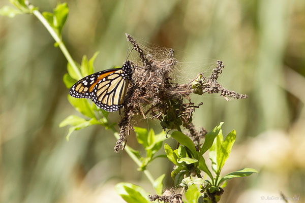 Monarque ou Monarque américain — Danaus plexippus (Linnaeus, 1758), (Oasis Park, Fuerteventura, (Iles Canaries, Espagne), le 16/02/2022)