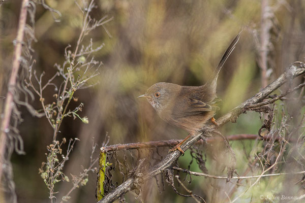 Fauvette pitchou — Curruca undata (Boddaert, 1783), (Ossun (65), France, le 13/11/2019)