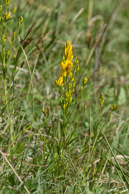 Genêt des teinturiers — Genista tinctoria L., 1753