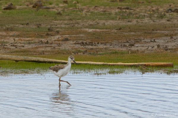 Échasse blanche — Himantopus himantopus (Linnaeus, 1758), (juvénile) (réserve ornithologique Terre d'oiseaux, Braud-et-Saint-Louis (33), France, le 20/06/2018)