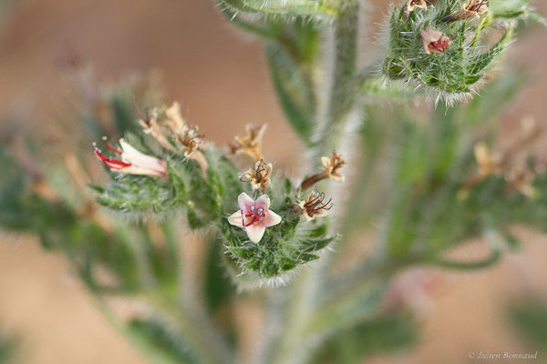 Vipérine des Pyrénées — Echium asperrimum Lam., 1792, (Bardenas Real, Arguedas (Aragon), Espagne, le 08/06/2022)