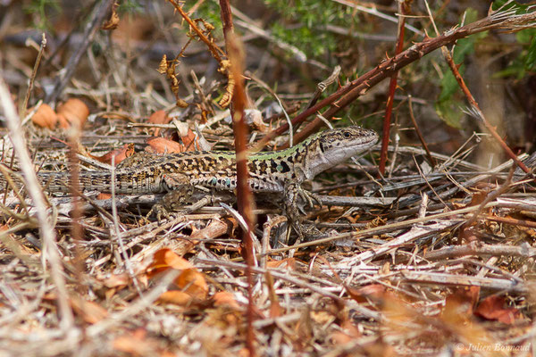 Lézard sicilien, Lézard des ruines — Podarcis siculus (Rafinesque-Schmaltz, 1810)