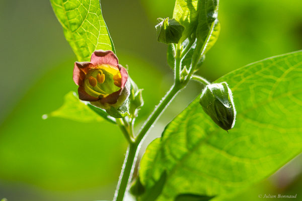 Belladone — Atropa belladonna L., 1753, (Etsaut (64), France, le 03/06/2022)