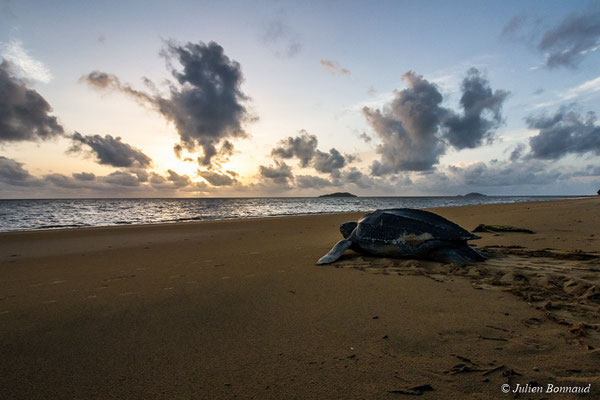 Tortue luth — Dermochelys coriacea (Vandelli, 1761), (Plage des Salines, Remire-Montjoly, Guyane, le 20/05/2017)