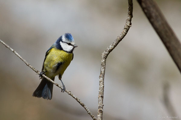Mésange bleue — Cyanistes caeruleus (Linnaeus, 1758), (adulte) (Etsaut (64), France, le 11/04/2022)