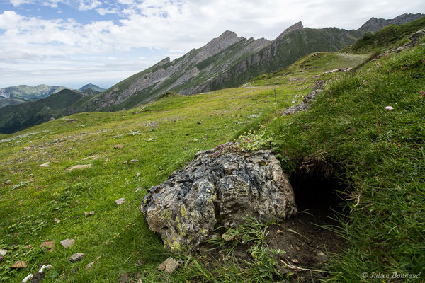 Marmotte des Alpes, Marmotte — Marmotta marmotta (Linnaeus, 1758)