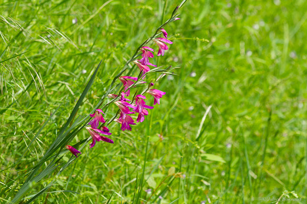Glaïeul des moissons — Gladiolus italicus Mill., 1768