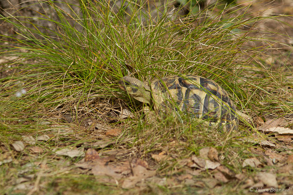 Tortue d'Hermann — Testudo hermanni (Gmelin, 1789)