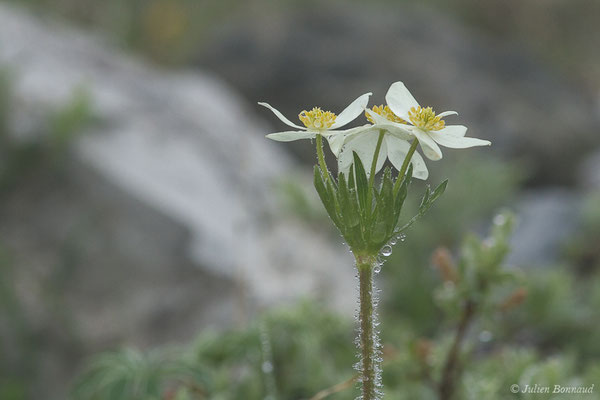 Anémone à fleurs de Narcisse — Anemonastrum narcissiflorum (L.) Holub, 1973