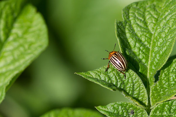 Doryphore (Leptinotarsa decemlineata) (Parbayse (64), France, le 31/05/2019)