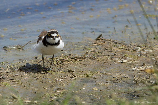 Petit Gravelot — Charadrius dubius Scopoli, 1786, (réserve ornithologique du Teich (33), France, le 23/05/2021)